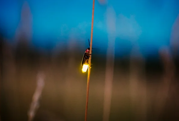 Image of a firefly on a grass stem