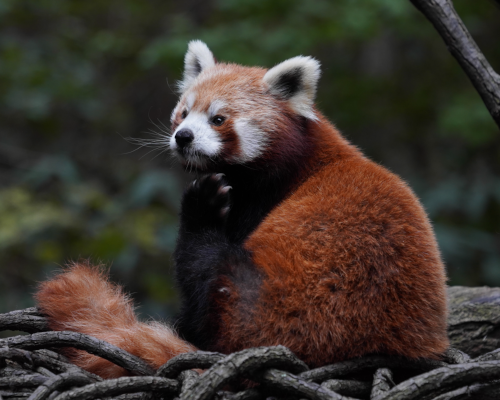 Image titled Scratching Red Panda