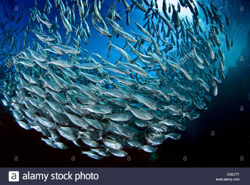 Image titled Shoal of silvery fish in ball shape shifting around