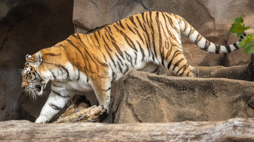 Image titled Tiger 2