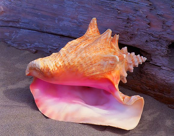 Picture of a queen conch with pink nacre inside.