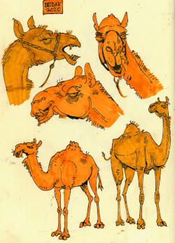 Image titled camels