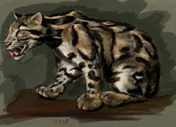 Image titled Clouded leopard reference study