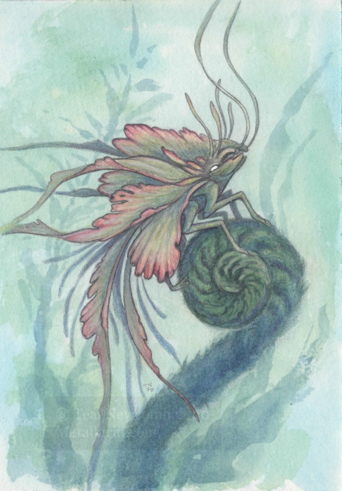 Flower Fae Aphid Predator.