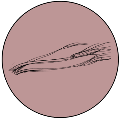 Drawing of Bowing Agaric by Ryan Nieto