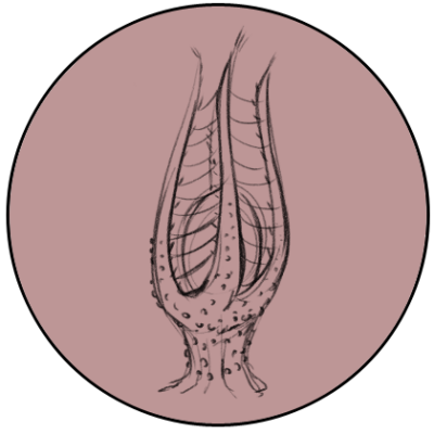 Drawing of Cave Stinkhorn by Ryan Nieto