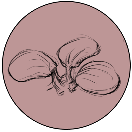Drawing of Desert Waxlobe by Ryan Nieto