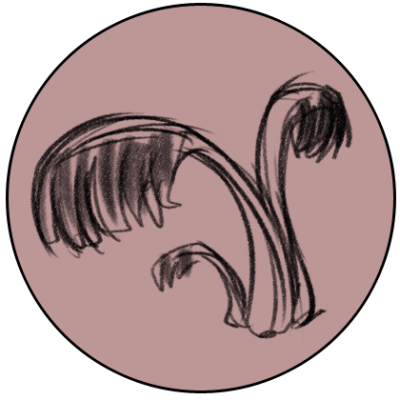 Drawing of Palm Fungus by Ryan Nieto