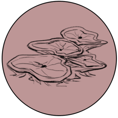 Drawing of Tushma Coin by Ryan Nieto