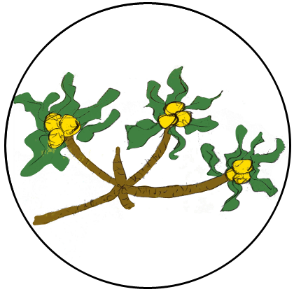 Drawing of Ersh tree by me