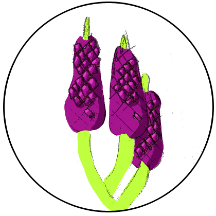Drawing of Spike-of-Squares by me