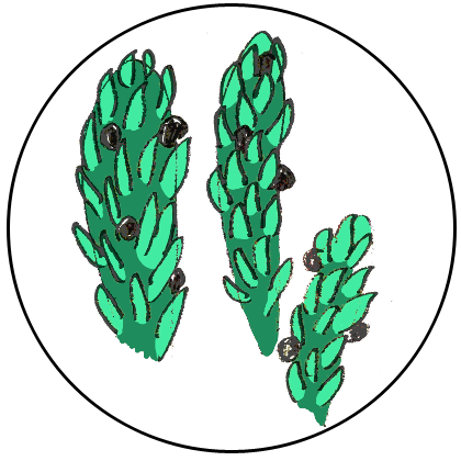 Drawing of Witch herb 1 by me