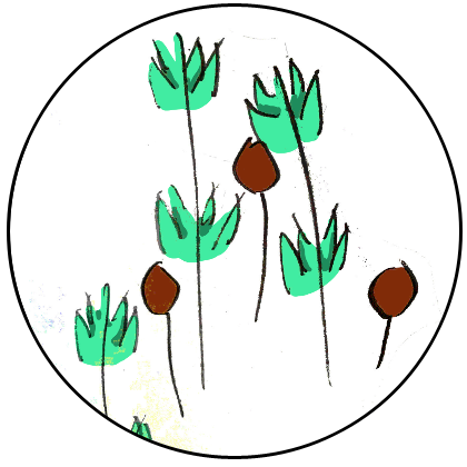 Drawing of Witch herb 2 by me